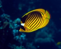 Racoon butterflyfish in the Red Sea.